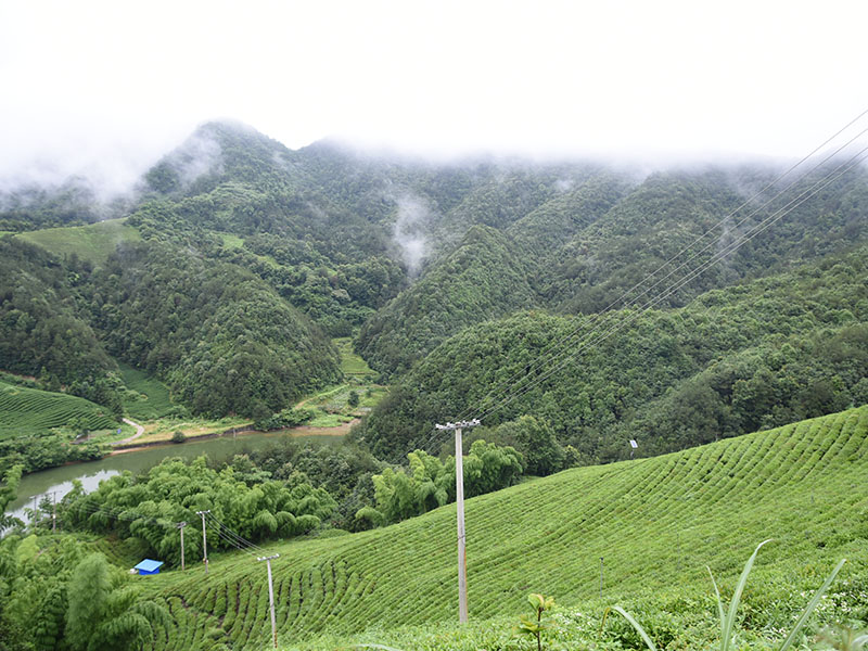 知道高山茶和平地茶之間的區(qū)別是什么嗎?